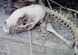 Skelet van steenmarter, gevonden in boeren schuur
