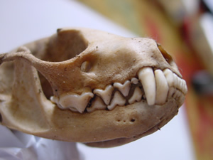 Steenmarters hebben 36 vlijmscherpe tanden